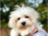 Maltese Disi Yavrular
