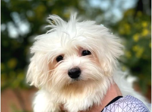 Maltese Disi Yavrular görsel