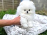 Pomeranıan ayı surat