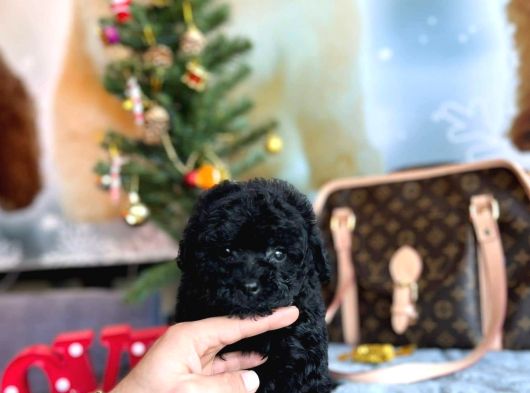 Si̇yah İnci̇mi̇zz Sahnedee Orji̇nal Toy Poodle