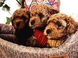 Poodle Yavrularım Ailelerini Bekliyor