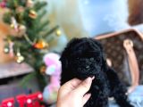 Si̇yah İnci̇mi̇zz Sahnedee Orji̇nal Toy Poodle