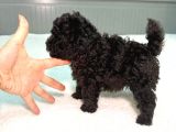 Si̇yah İnci̇mi̇zz Sahnedee Orji̇nal Toy Poodle