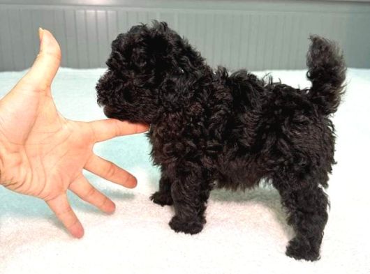 Si̇yah İnci̇mi̇zz Sahnedee Orji̇nal Toy Poodle görsel