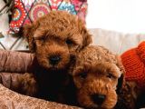 Poodle Yavrularım Ailelerini Bekliyor