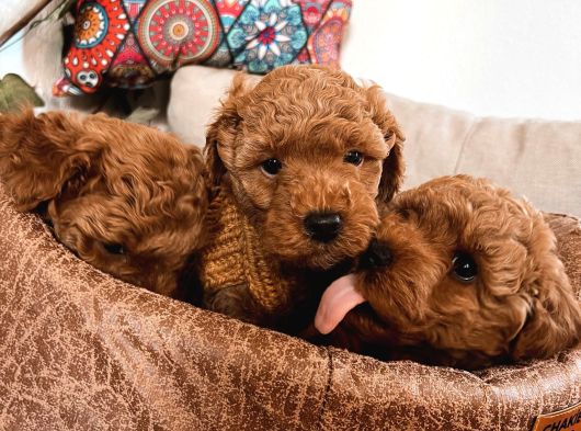 Poodle Yavrularım Ailelerini Bekliyor görsel