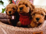 Poodle Yavrularım Ailelerini Bekliyor