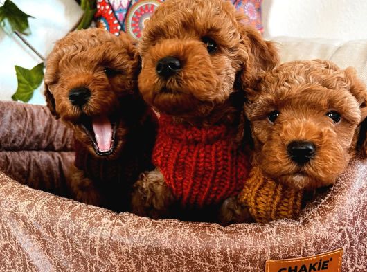 Poodle Yavrularım Ailelerini Bekliyor görsel