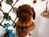 Çok uslu çok akıllı minnacık poodle yavrularım