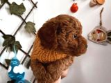 Çok Uslu Çok Akıllı Minnacık Poodle Yavrularım