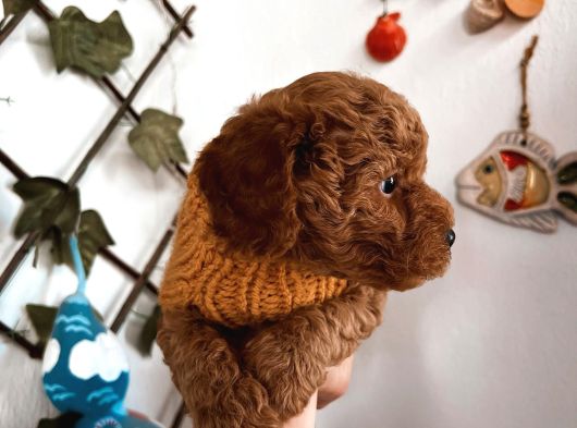 Çok Uslu Çok Akıllı Minnacık Poodle Yavrularım görsel