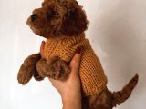 Çok Uslu Çok Akıllı Minnacık Poodle Yavrularım