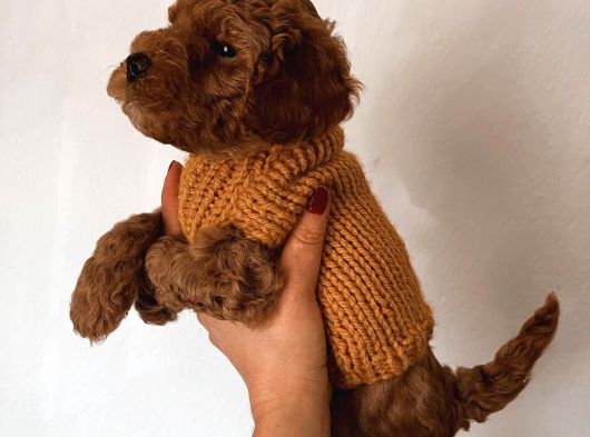 Çok Uslu Çok Akıllı Minnacık Poodle Yavrularım görsel