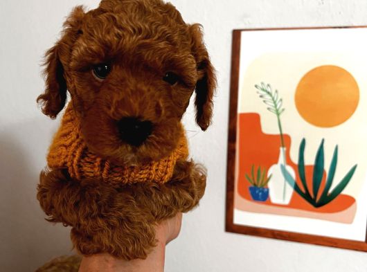 Çok Uslu Çok Akıllı Minnacık Poodle Yavrularım görsel