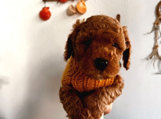 Çok Uslu Çok Akıllı Minnacık Poodle Yavrularım görsel