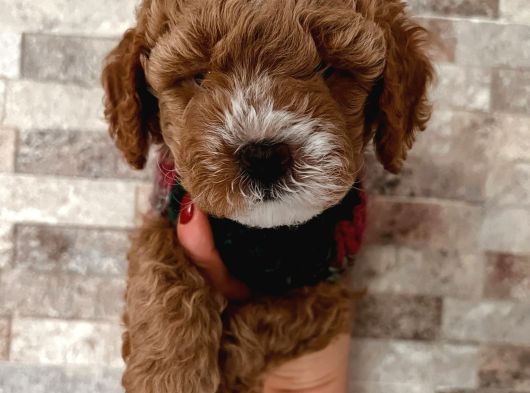 Pet Eğitimli Sağlık Garantili Safkan Poodle Bebeğim görsel