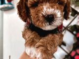 Pet Eğitimli Sağlık Garantili Safkan Poodle Bebeğim