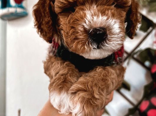 Pet Eğitimli Sağlık Garantili Safkan Poodle Bebeğim görsel