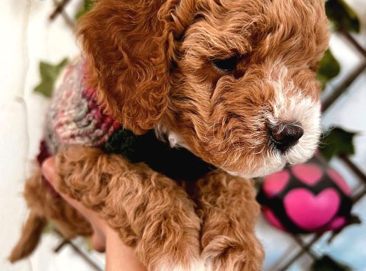 Pet Eğitimli Sağlık Garantili Safkan Poodle Bebeğim
