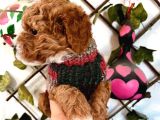 Pet Eğitimli Sağlık Garantili Safkan Poodle Bebeğim