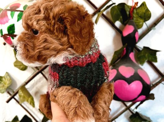 Pet Eğitimli Sağlık Garantili Safkan Poodle Bebeğim görsel