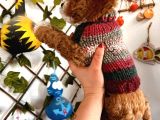 Pet Eğitimli Sağlık Garantili Safkan Poodle Bebeğim