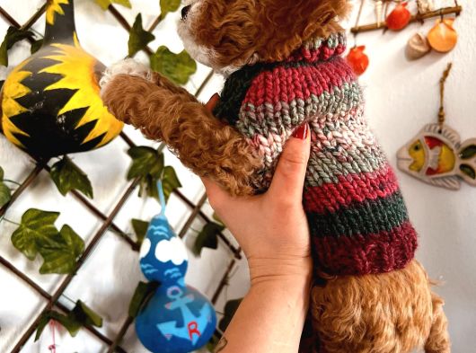 Pet Eğitimli Sağlık Garantili Safkan Poodle Bebeğim görsel