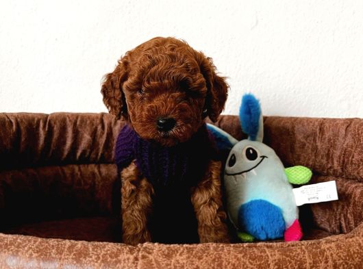 Red Brown Toy Poodle Yavrum