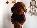 Red Brown Toy Poodle Yavrum