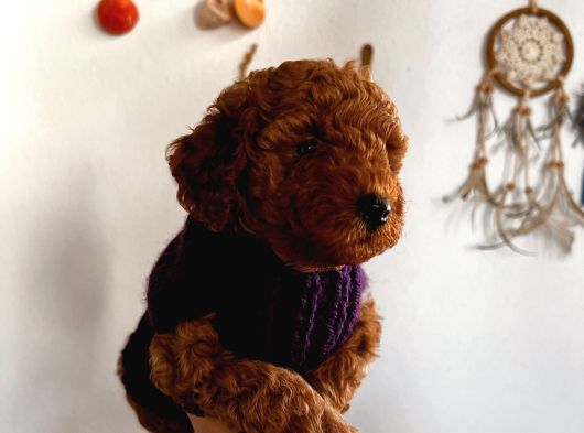 Red Brown Toy Poodle Yavrum görsel