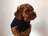Red Brown Toy Poodle Yavrum