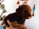 Red Brown Toy Poodle Yavrum