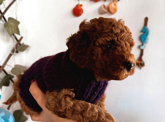 Red Brown Toy Poodle Yavrum görsel
