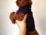 Red Brown Toy Poodle Yavrum