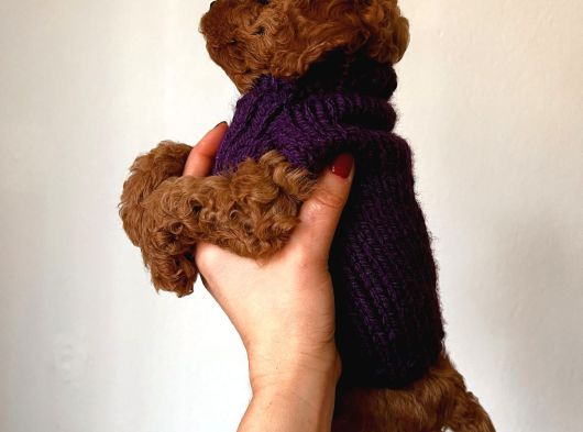 Red Brown Toy Poodle Yavrum görsel