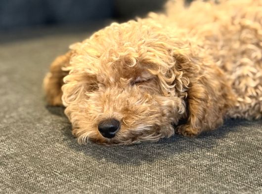 Toy Poodle görsel
