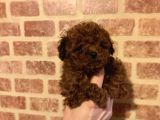 Çin Kore Poodle