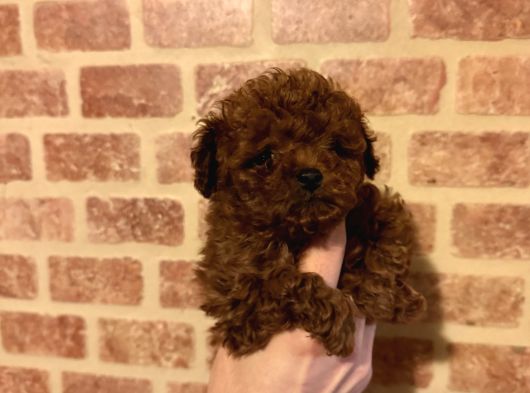 Çin Kore Poodle görsel