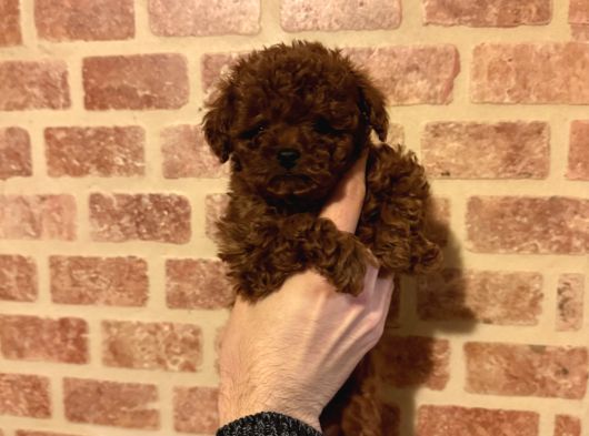 Çin Kore Poodle görsel