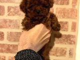 Çin KORE POODLE