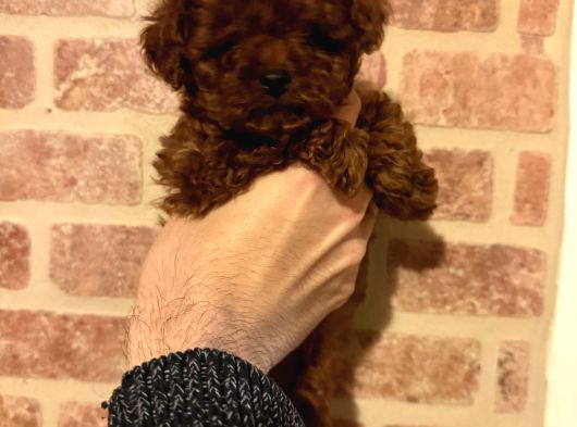 Çin Kore Poodle