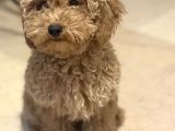 TOY POODLE