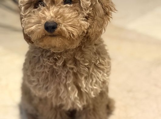 Toy Poodle