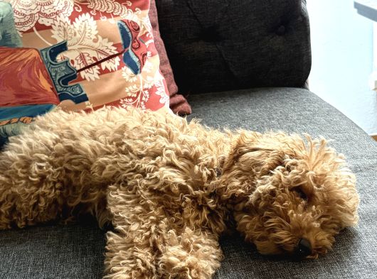 Toy Poodle görsel