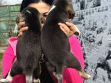 Mükemmel Beagle Yavrularım
