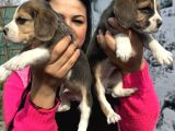 Mükemmel Beagle Yavrularım