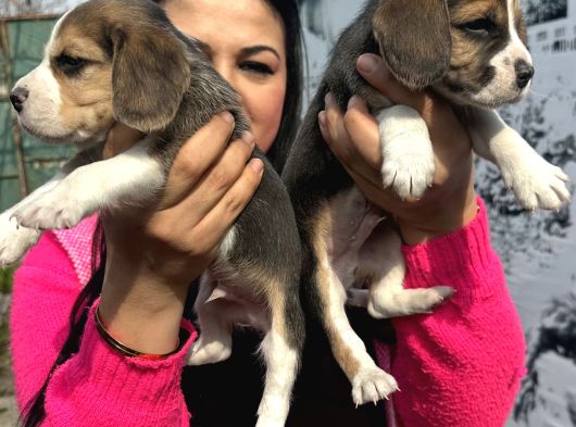 Mükemmel Beagle Yavrularım görsel