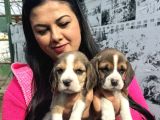 Mükemmel Beagle Yavrularım