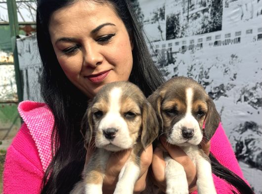 Mükemmel Beagle Yavrularım görsel
