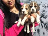 Mükemmel Beagle Yavrularım